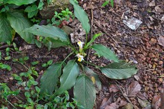 Curcuma karnatakensis